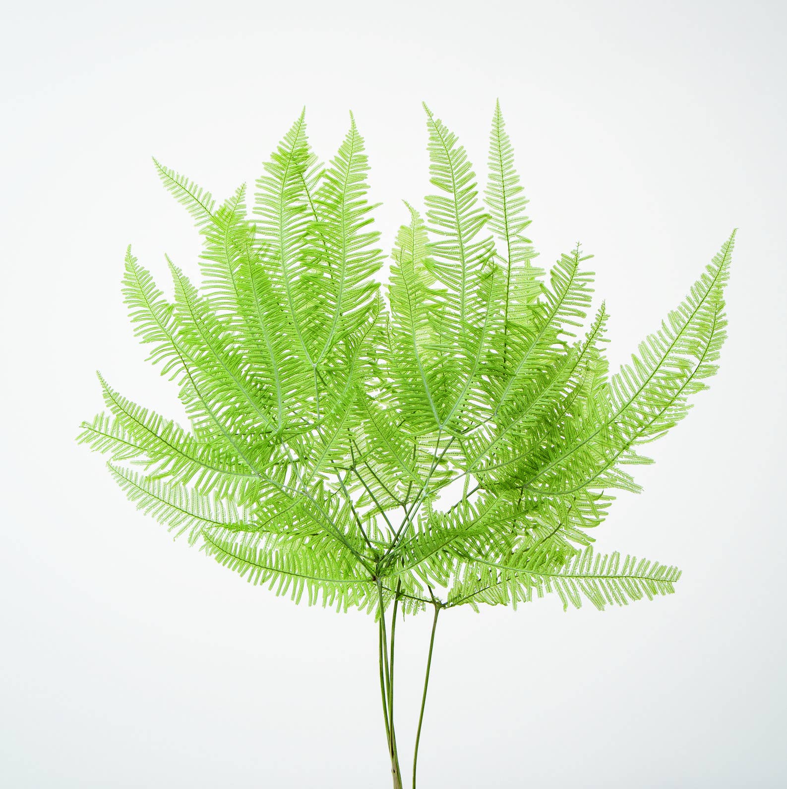 2626 Designs - Wholesale Dried/pressed flowers - Dried Preserved Mountain Fern | Realistic & Lasting Decor2