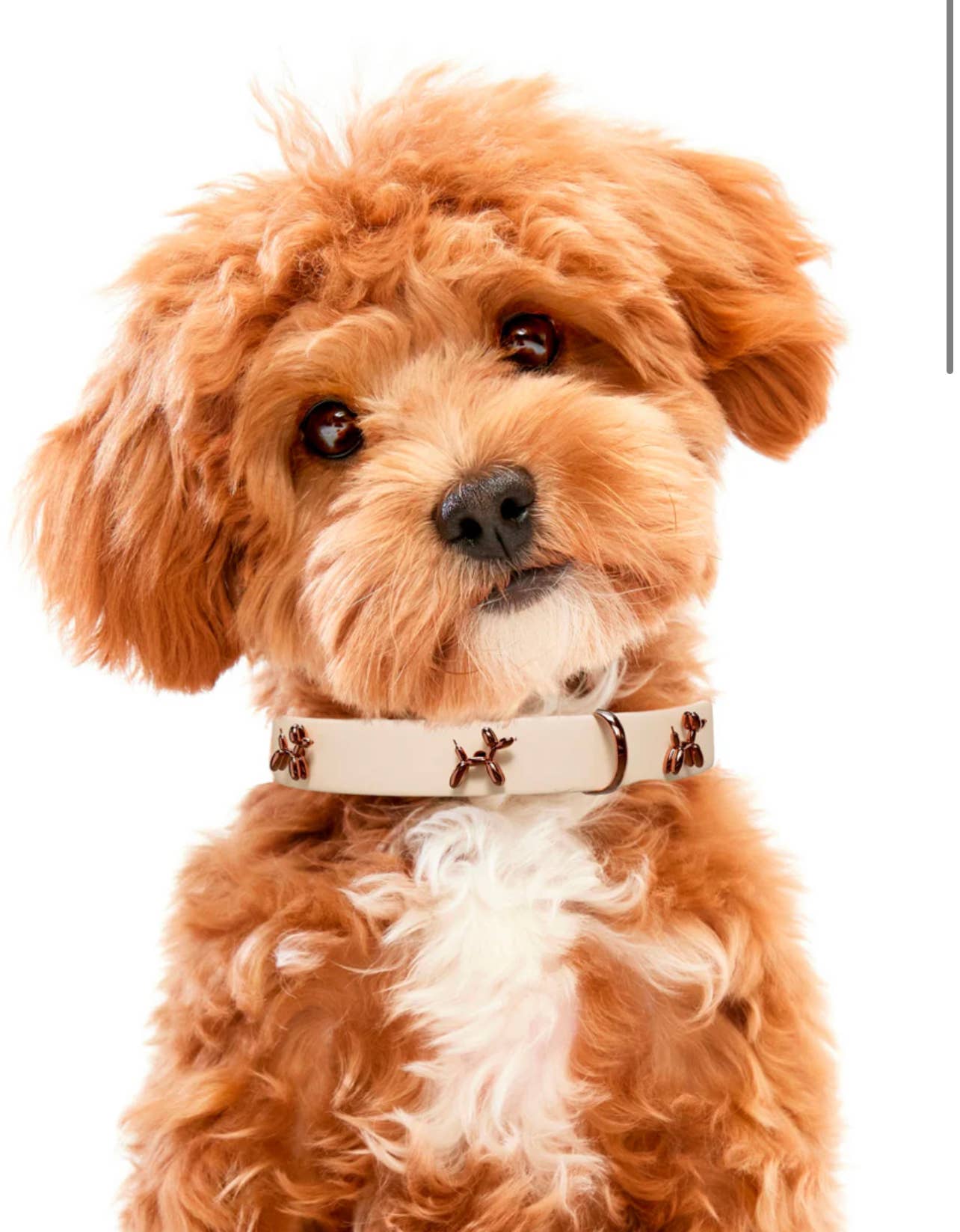 SANDDOG - Wholesale Pet Collar - Dog - SANDDOG DOG COLLAR  - BEIGE  & BALLOON2