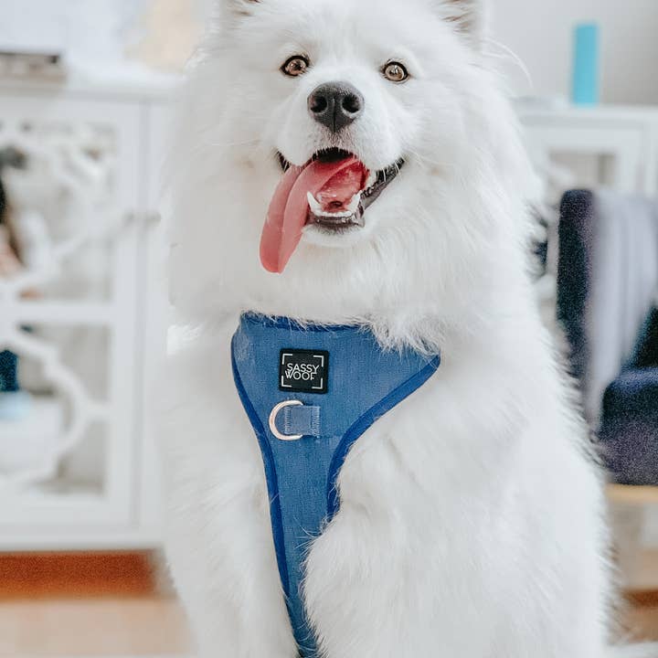 SASSY WOOF - Wholesale Pet Harness - Dog - Dog Adjustable Harness - Denim8