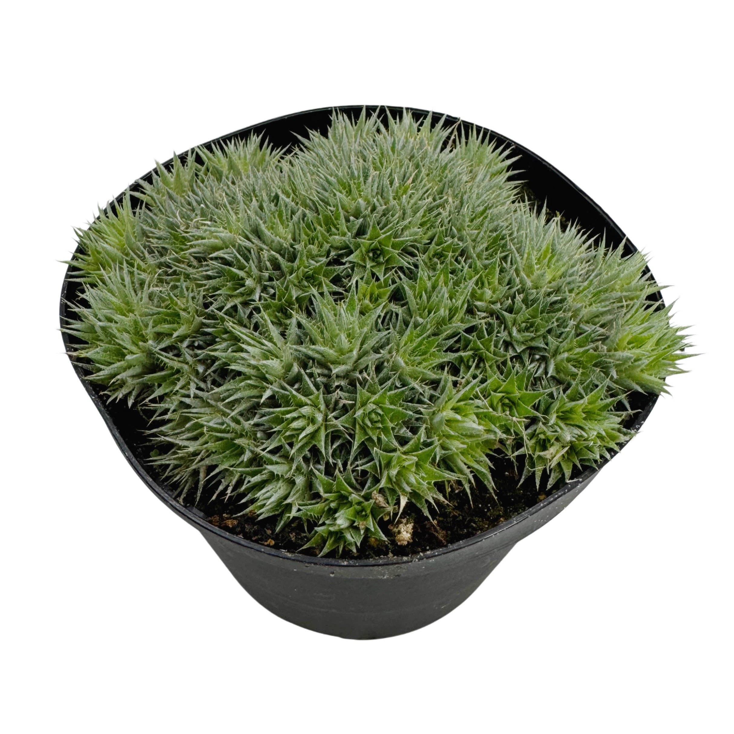 Succulent Wholesale - Wholesale Live Plant - Deuterocohnia brevifolia | 6 inch | Argentine Ball1
