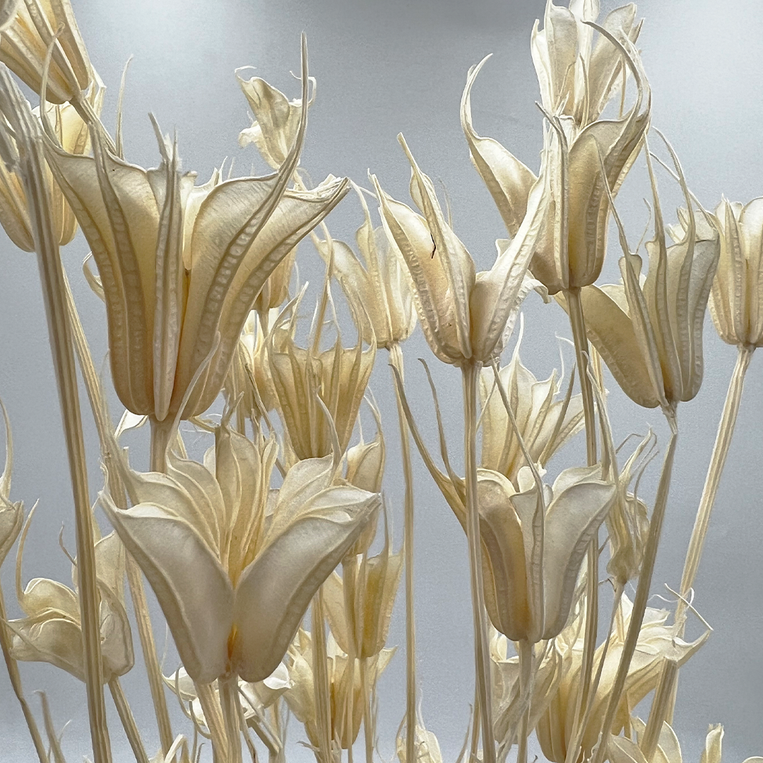 2626 Designs - Wholesale Dried/Pressed Flowers - Dried Octagon Flower, Nigella Orientalis-Love in a Mist, 24"16