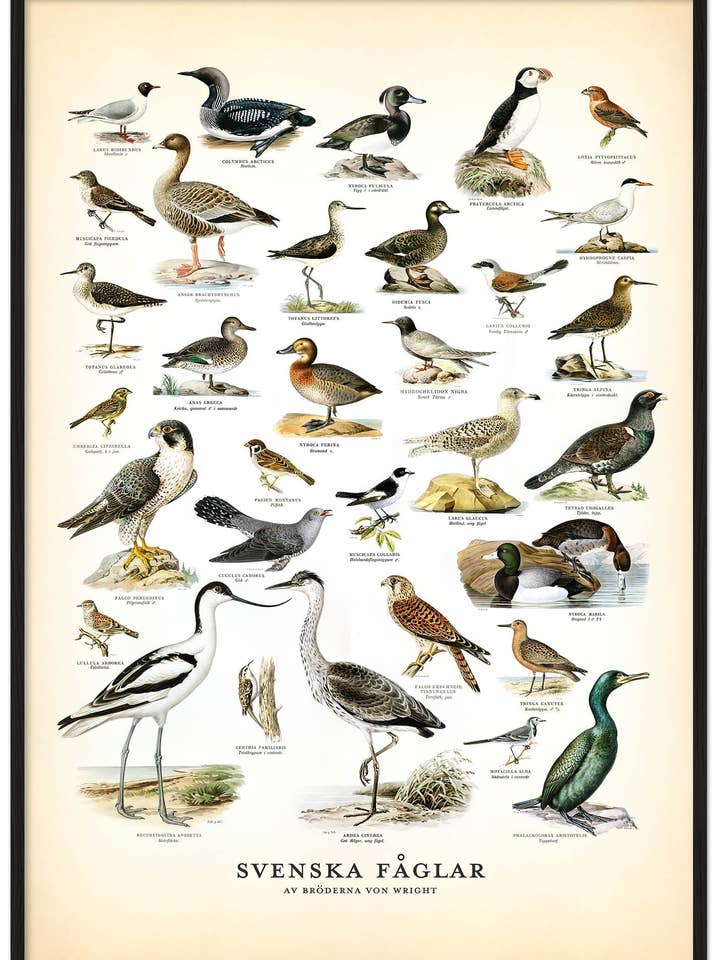 Svenska fåglar nr 2 för wholesale av Svenska Fåglar