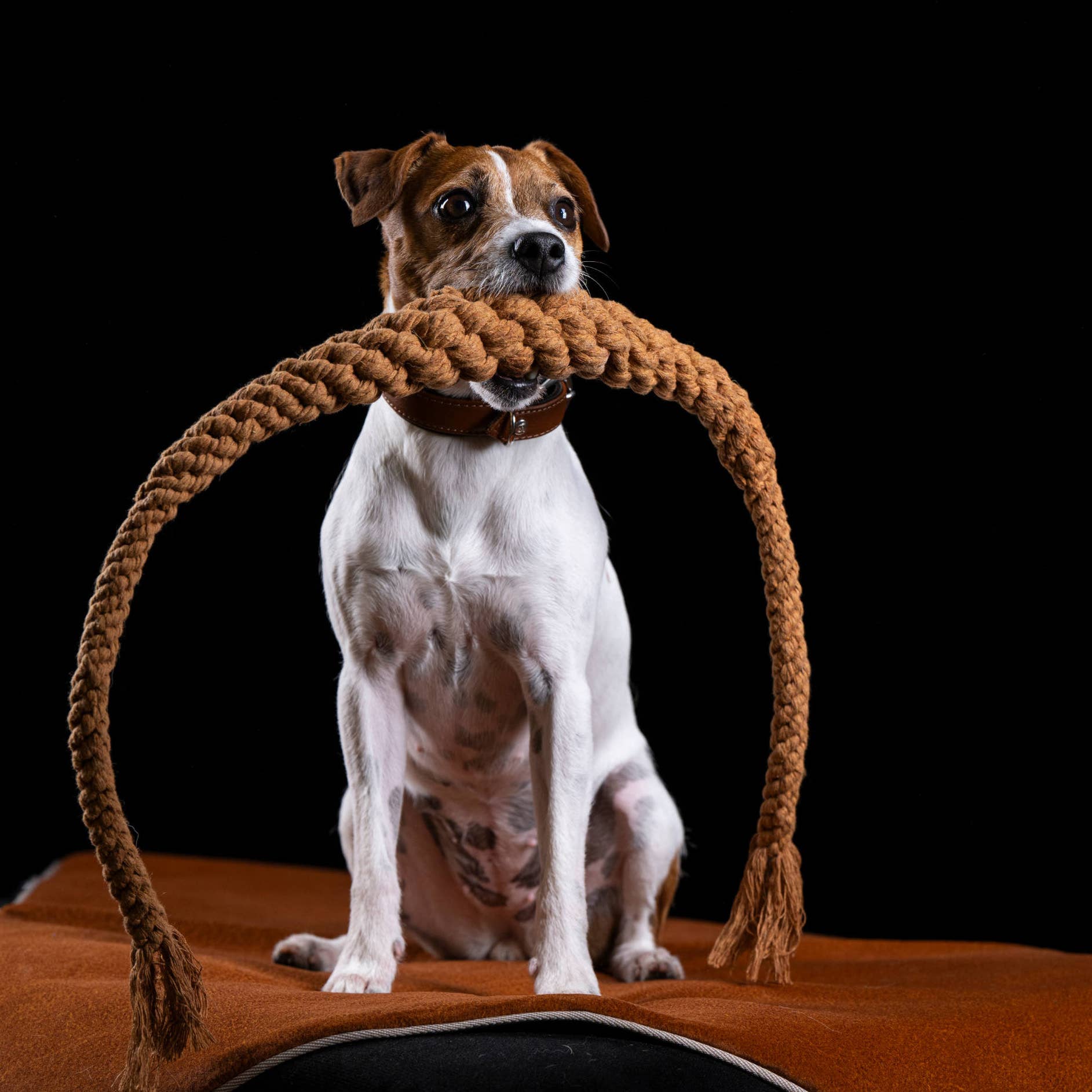 LABONI - Volentis GmbH - Wholesale Pet Rope Toy - Dog - BRITTA BREZEL – Iconic Shape, Smart Play14