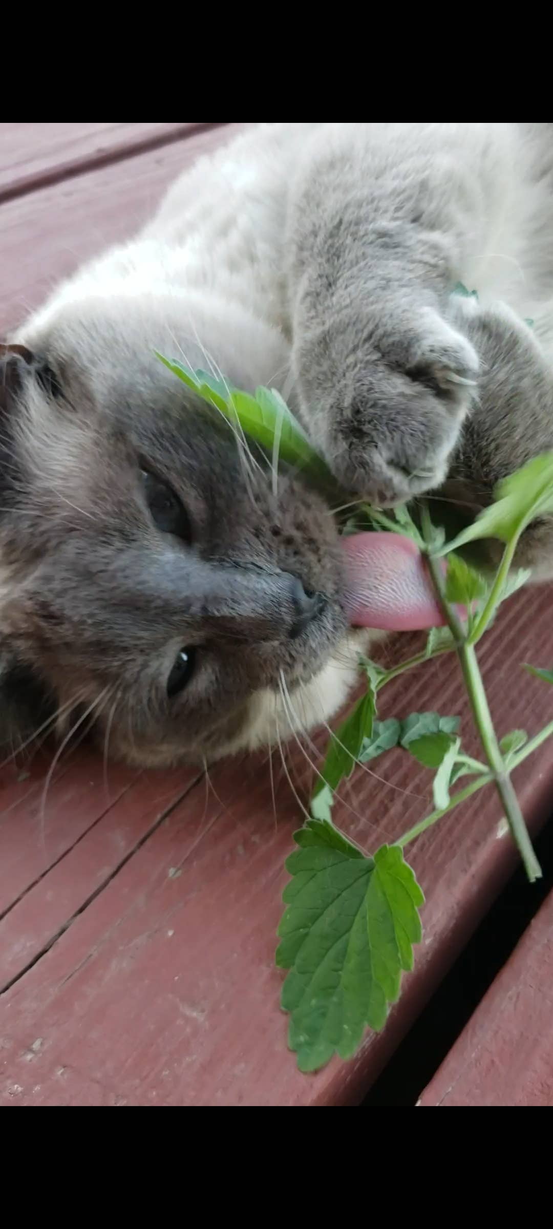 Potting Shed Creations, Ltd. - Wholesale Pet Toy - Cat/Dog - Pet Ornament Sprinkle Pail | Dog & Cat Christmas8