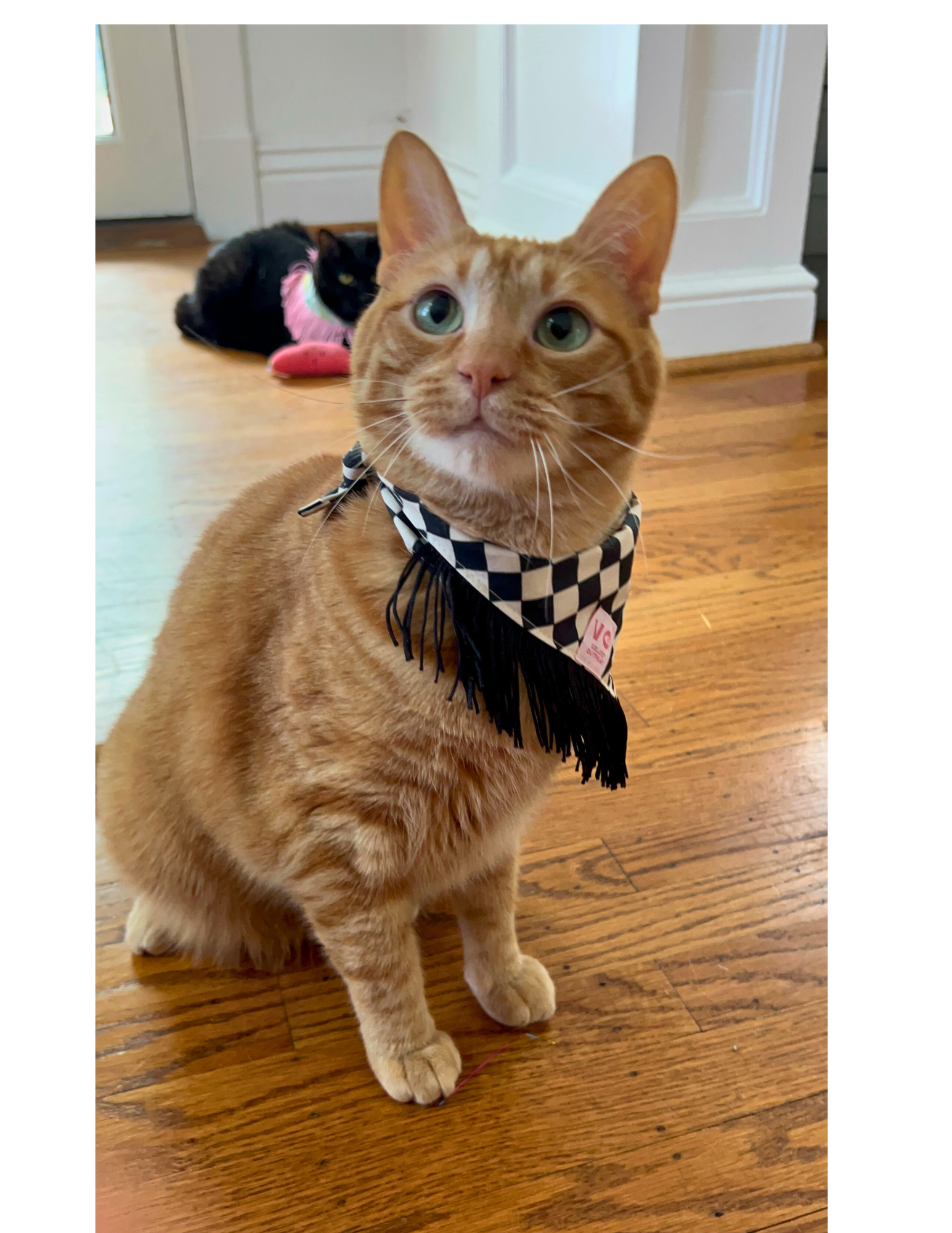 Velvet Outlaw - Wholesale Pet Bandana - Dog - Black & White Checker Dog Bandana with Fringe - Pet Accessories7