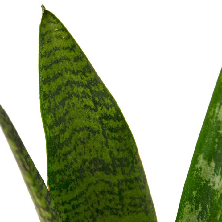 House Plant Wholesale WEST - Wholesale Live Plant - Snake Plant 'Zeylanica'1