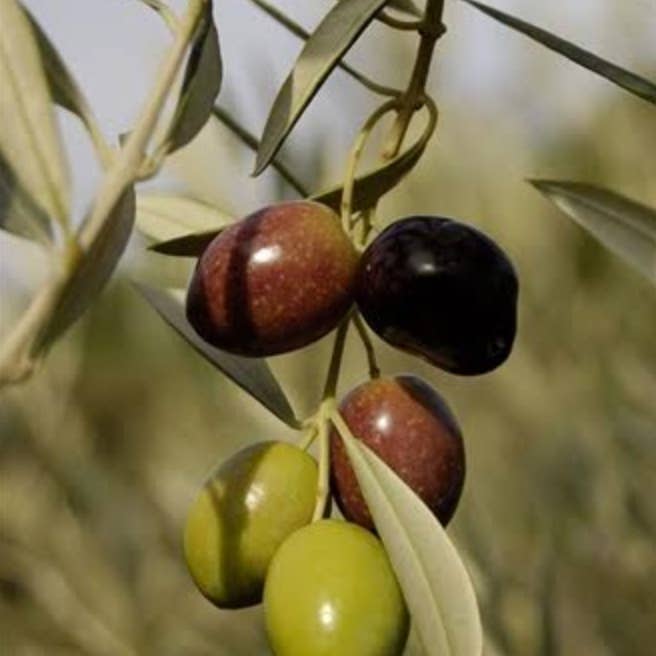 Simple Fine Food - Wholesale Olive Oil - Koroneiki - Cold Pressed Olive Oil