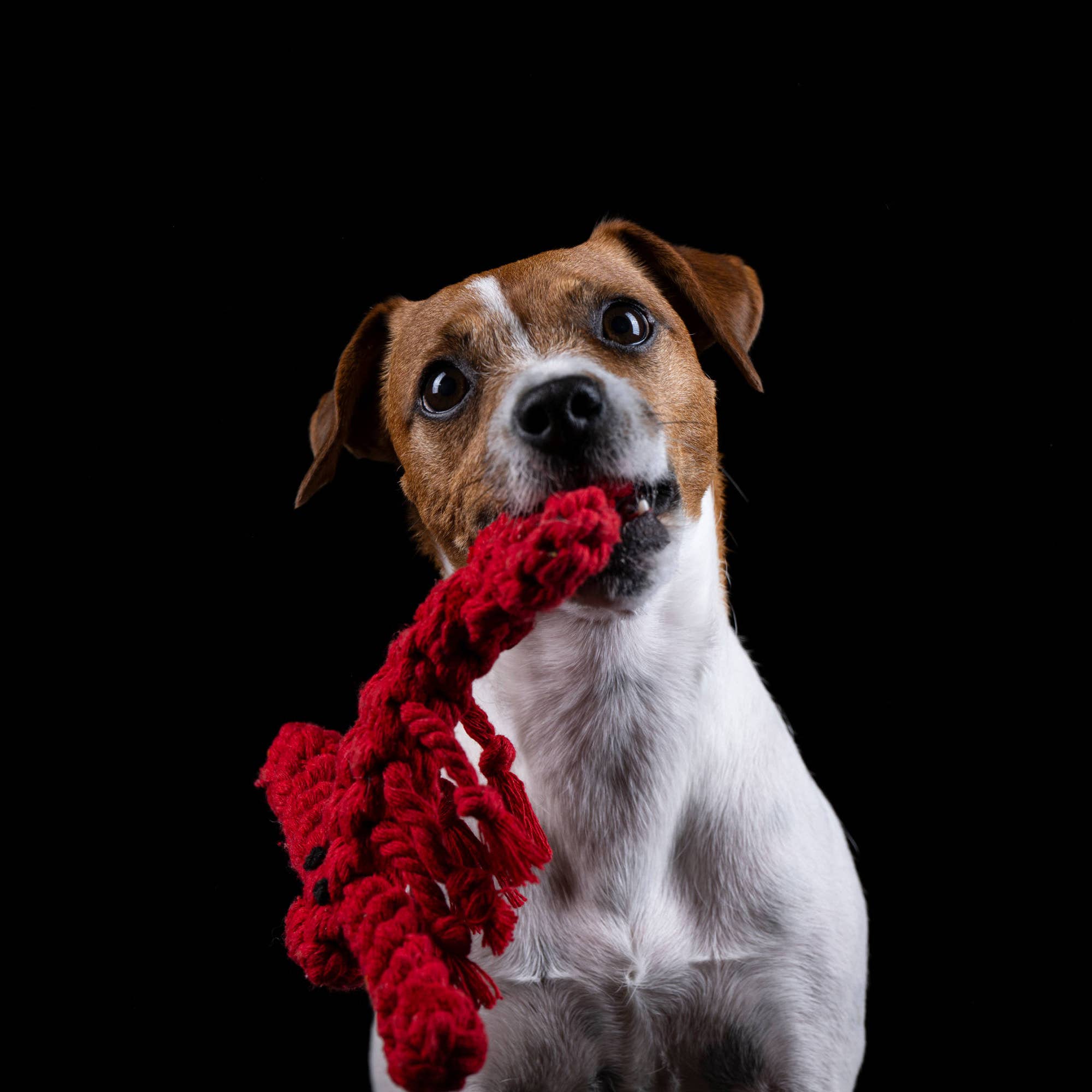 LABONI - Volentis GmbH - Vendita all'ingrosso Giocattolo di corda - Cani - Hugo Hummer14