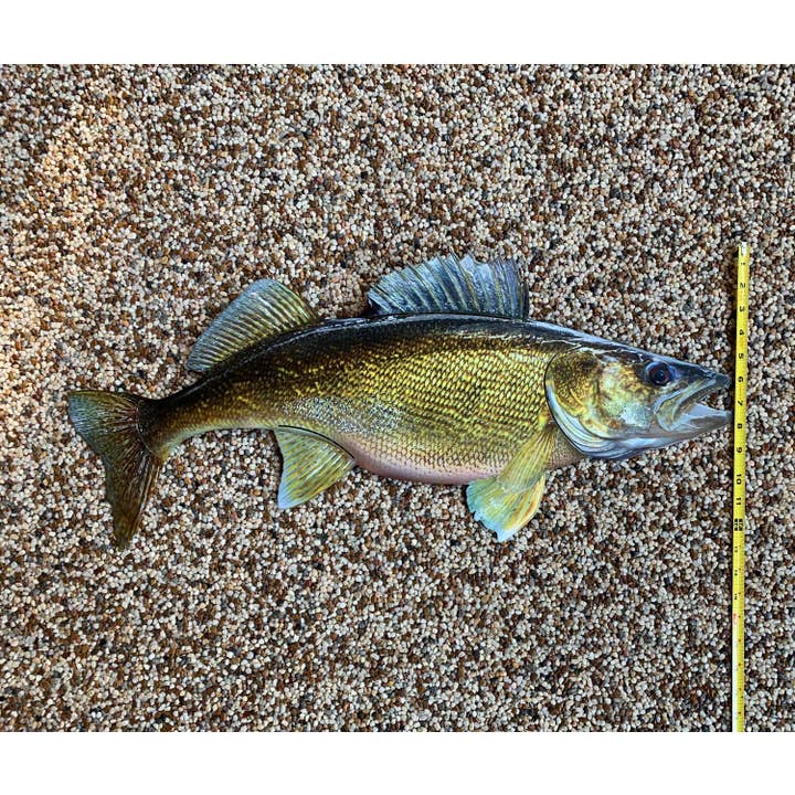 Reelistic Replicas - Wholesale Wall Accent - Walleye Replica Mount - 29 Inch Walleye Replica