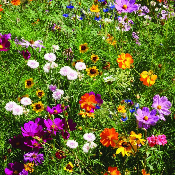 Bentley Seed Co. - Wholesale Thinking of You Card - Thinking of You Bouquet - Wildflower Mix Seed Packets