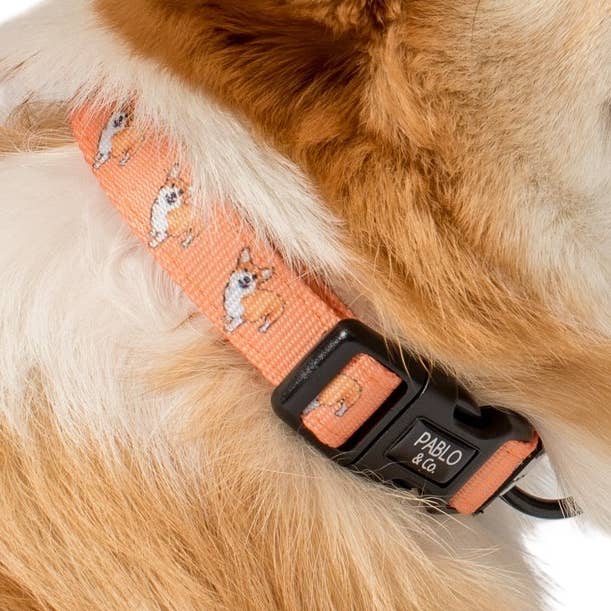 Corgi: Hundehalsband für den Großhandel von Pablo & Co. Boutique