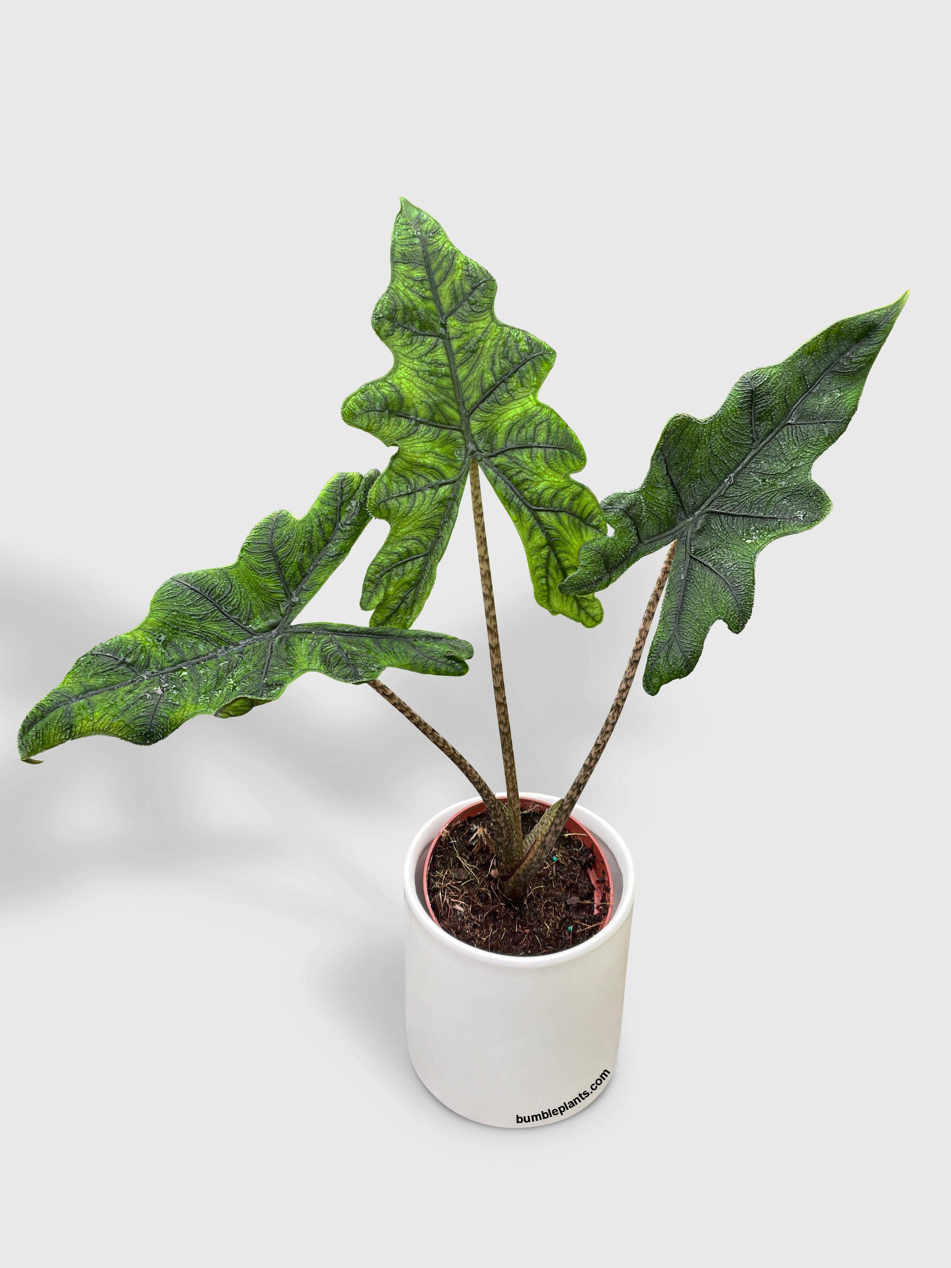 Bumble Plants - Wholesale Live Plant - Alocasia Jacklyn4