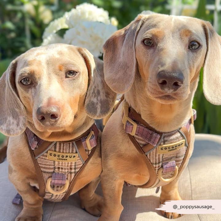 Cocopup London – wholesale Pet harness – Dog – Explore Harness - Pup Plaid21