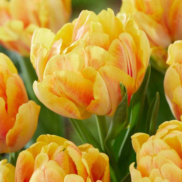 Thorsen's Greenhouse - Vente Plante - Bulbes de tulipes - Plusieurs variétés - Plantes vivaces11