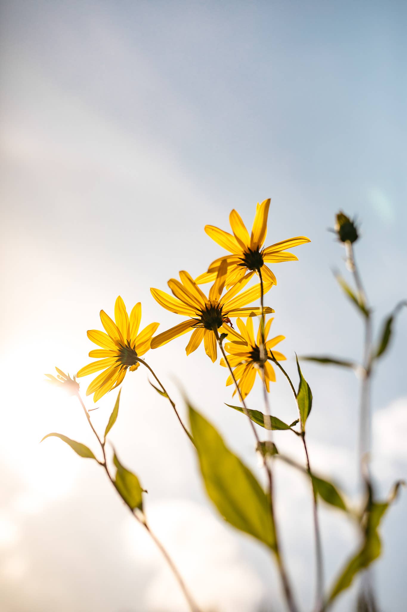 Plūkt – Großhandel Gesundheits-/Entgiftungstee – Topinamburblütentee – zertifizierter Bio-Kräutertee10