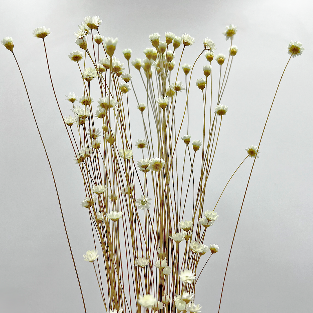 2626 Designs - Vendita all'ingrosso Fiori finti - Fiore Piccola Stella Preservato, 40-50 cm di lunghezza11