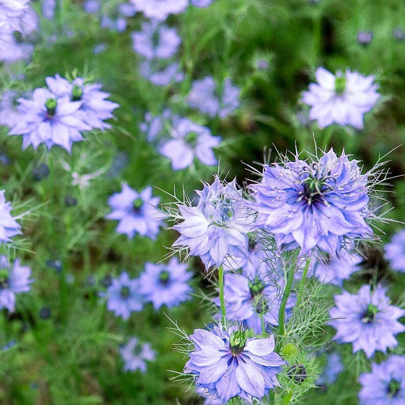 Relaxcation - Wholesale Bath/Body Oil - Black Cumin Seed Oil3