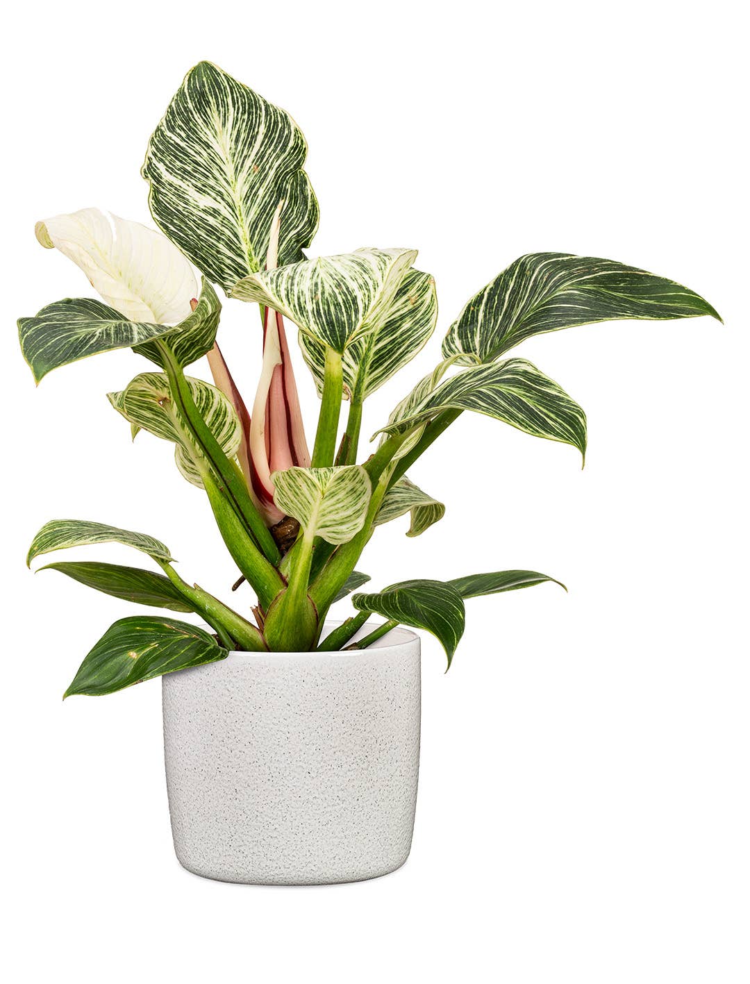 Scheurich - Wholesale Plant Pot - Set of 2 Solido 900 ceramic planters8