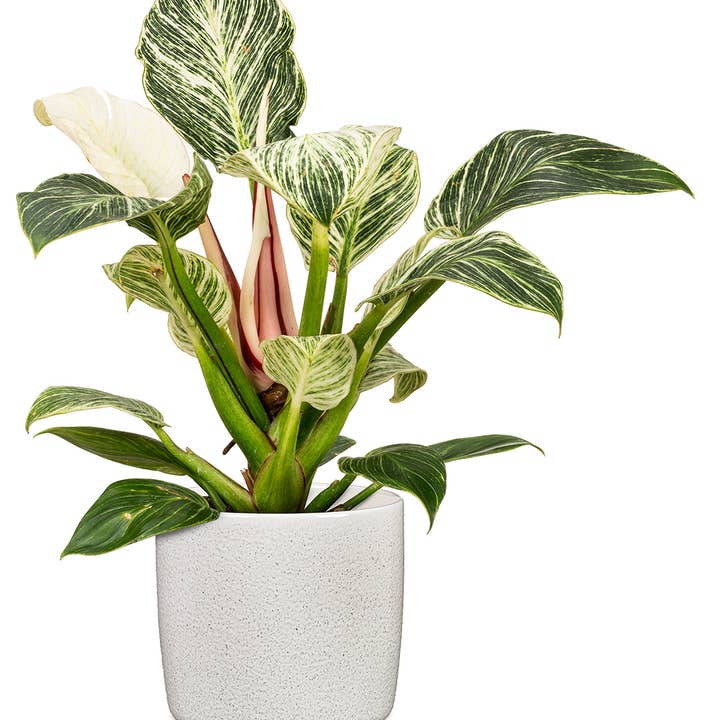 Scheurich - Wholesale Plant Pot - Set of 2 Solido 900 ceramic planters8