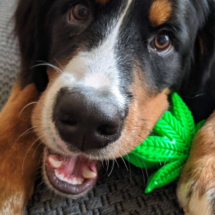 Rover Pet Products - Wholesale Pet chew toy – Dog - Maple Leaf2