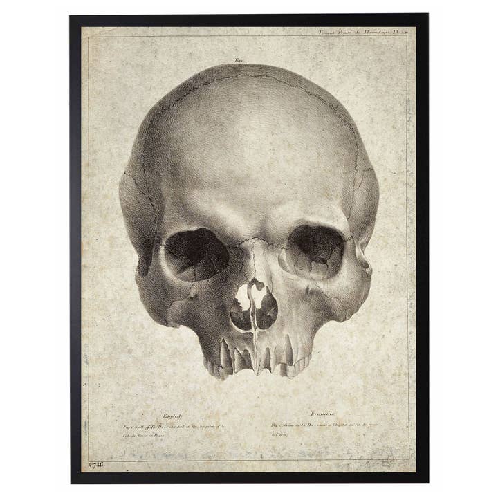 Framed vintage black and white skull for wholesale by Antique Curiosities Inc
