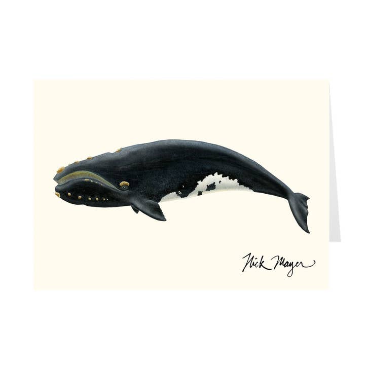 Right Whale Notecards for wholesale by Nick Mayer Art