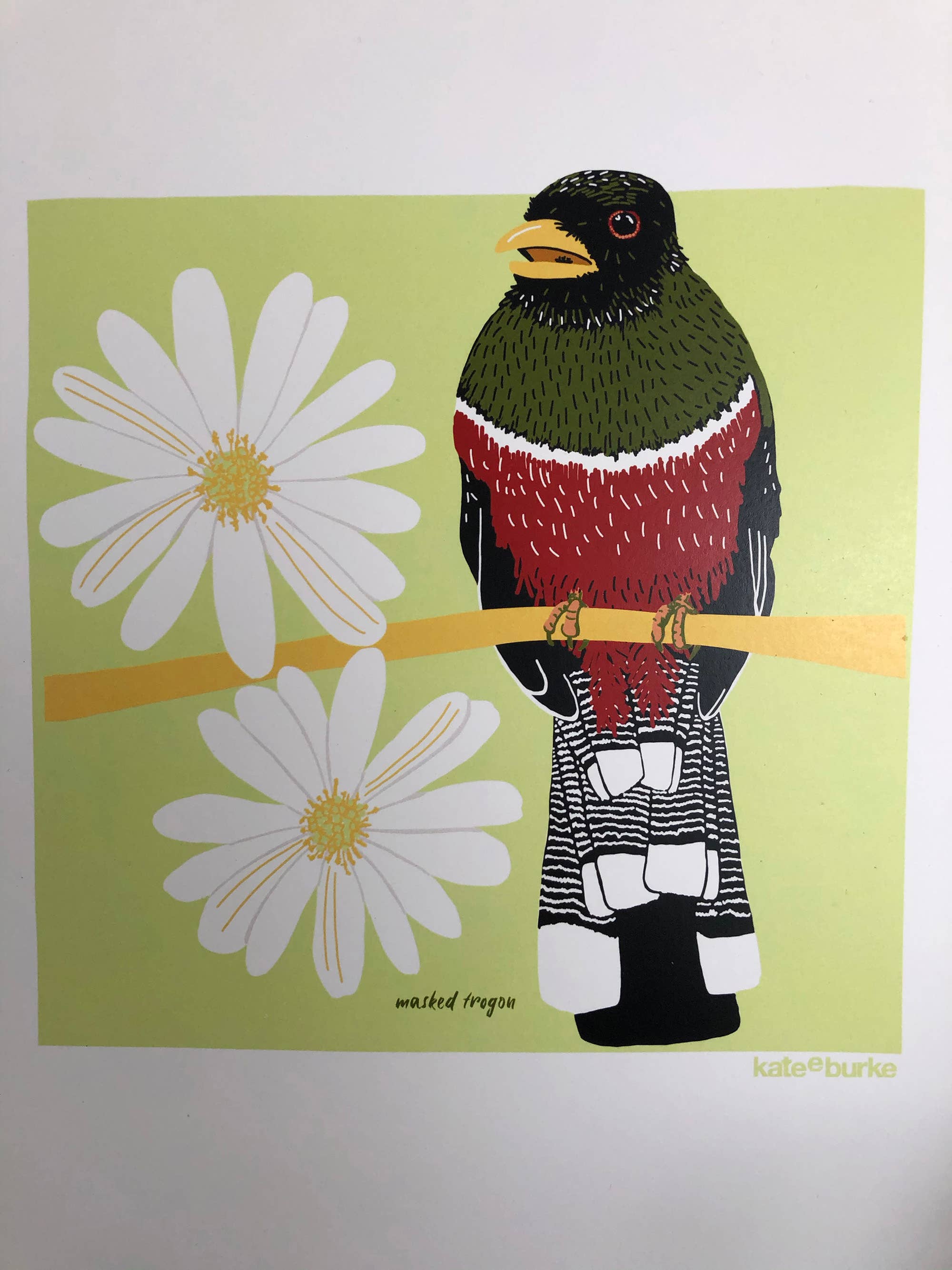 Kate E. Burke - Wholesale Art Print - Bird Series: Masked Trogon 11x14 Digital Print3
