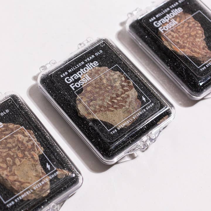 Stemcell Science Shop - Venta al por mayor Artículo decorativo de mesa - Graptolita