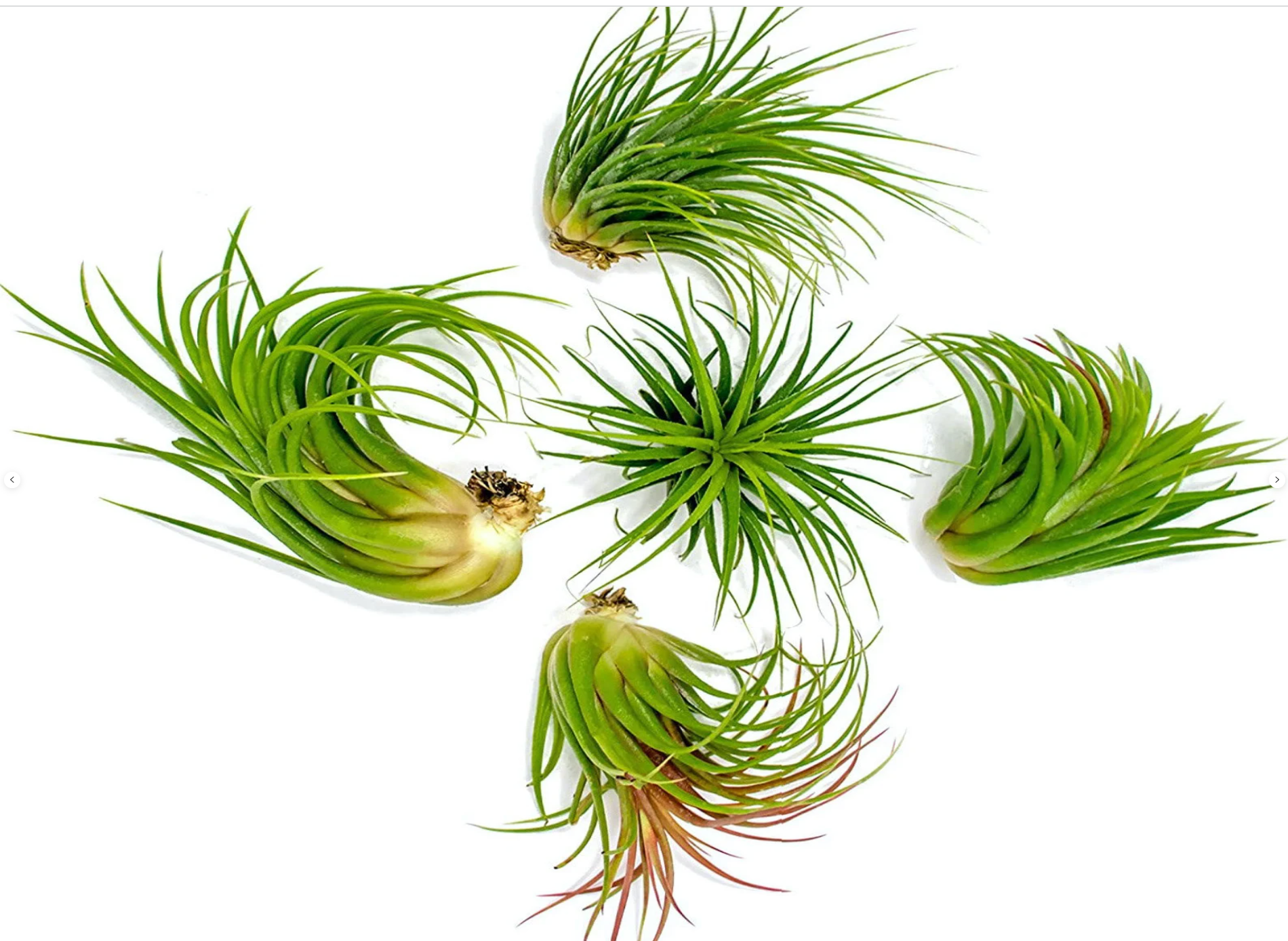 Planters Made in the USA - Venta al por mayor Plantas naturales - Plantas de aire Tillandsia ionantha mexicana, planta aérea viva, azul6