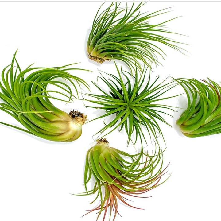 Planters Made in the USA - Wholesale Live Plant - Air Plants Tillandsia Ionantha Mexican, Live Airplant, Blue6