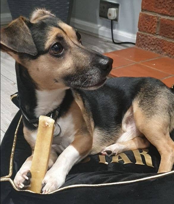 Real Pet Supplies - Wholesale Pet Treats - Dog - K2 Yak Chews 100% Natural Longer Lasting Dog Treats Large7