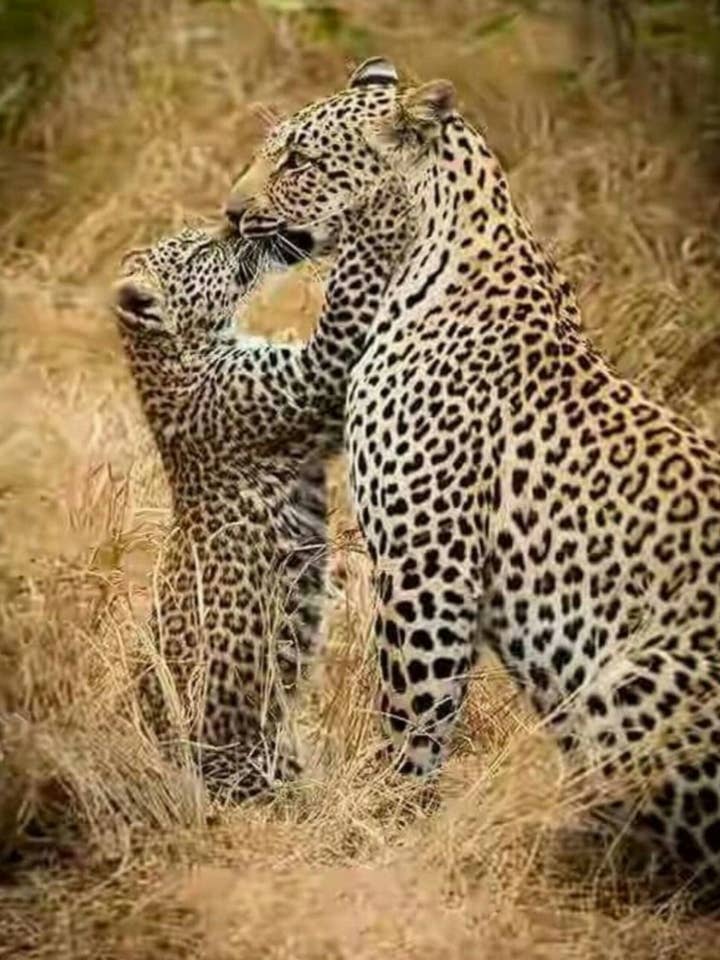 90210 Exoten voor wholesale door 90210 Exotics