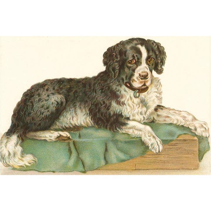 Postcard DG-14 American Water Spaniel for wholesale by Found Image Press
