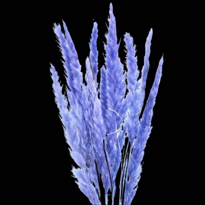 Botanico Ltd. - Wholesale Dried/pressed flowers - Pampas Tails 2