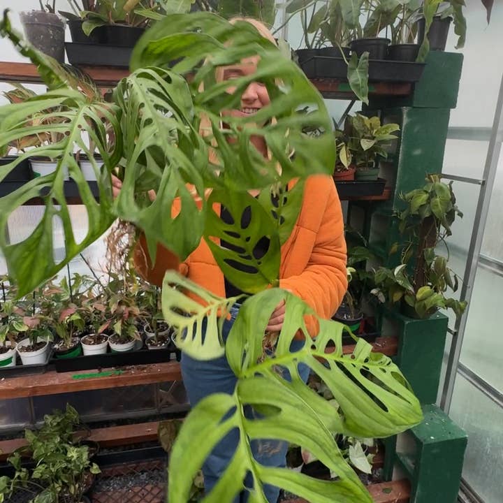 Plant Vault - Wholesale Live Plant - Monstera Esqueleto1