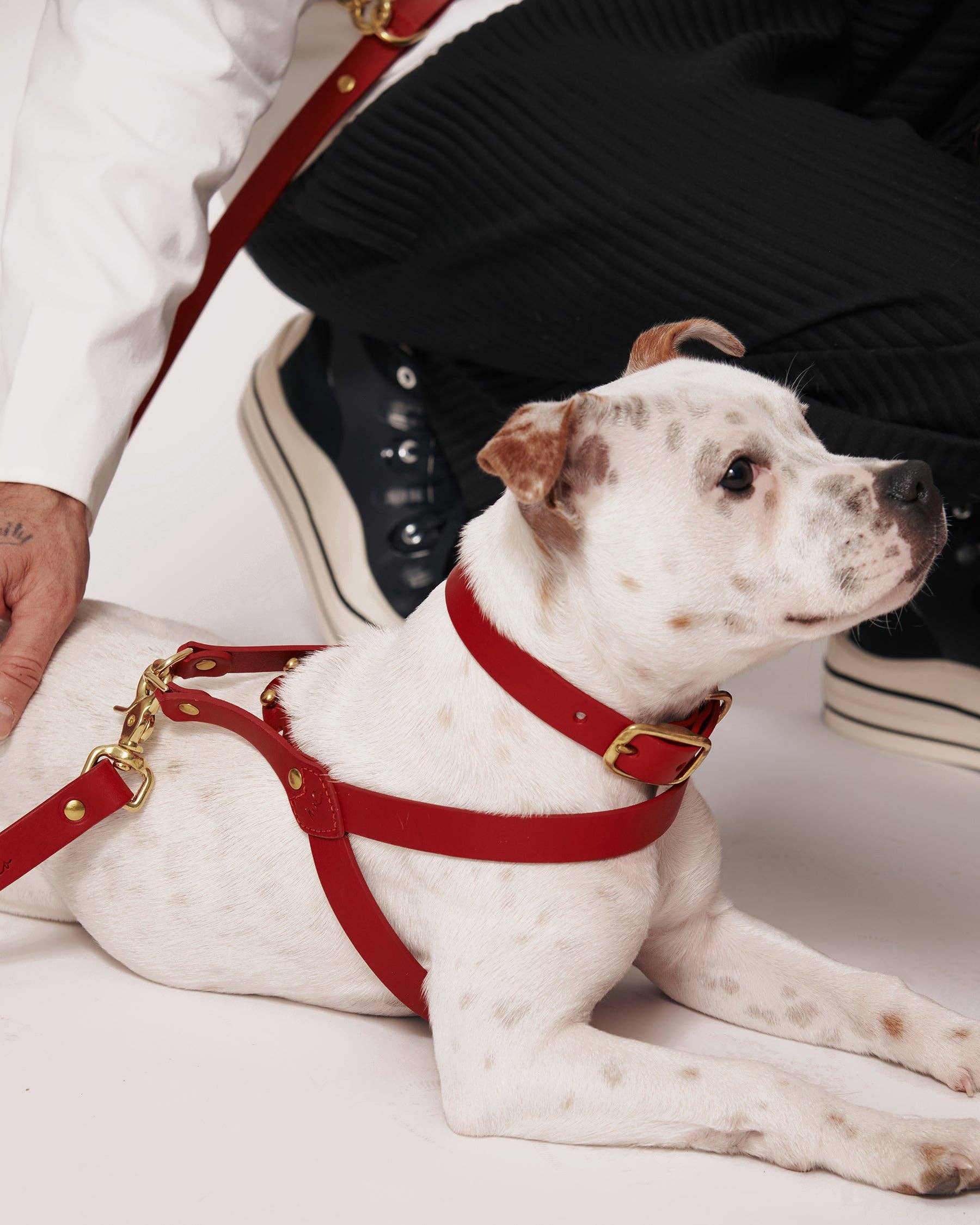 Muso & Co – Großhandel Haustiergeschirr – Hund – Klassisches Geschirr aus pflanzlich gegerbtem Leder54