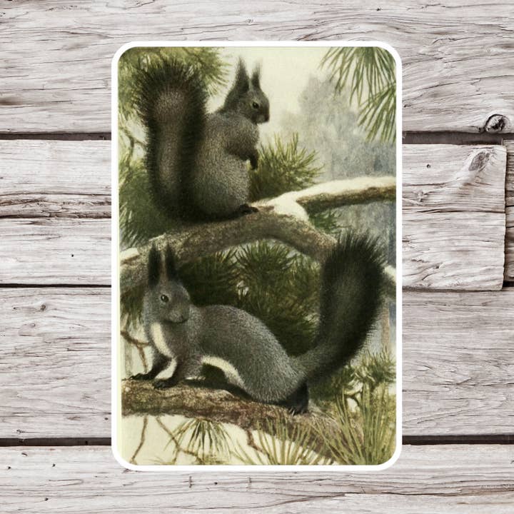Black Squirrel Sticker, Squirrel Sticker, Animal Sticker for wholesale by NatureCuts
