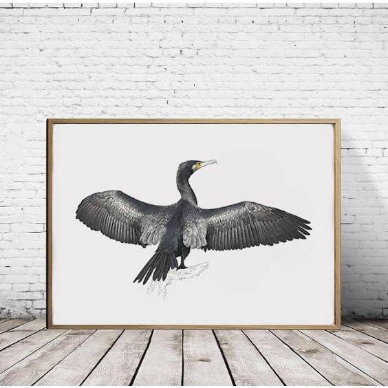 Great Cormorant - A2/A1 Print (landscape) for wholesale by Hidden Planet