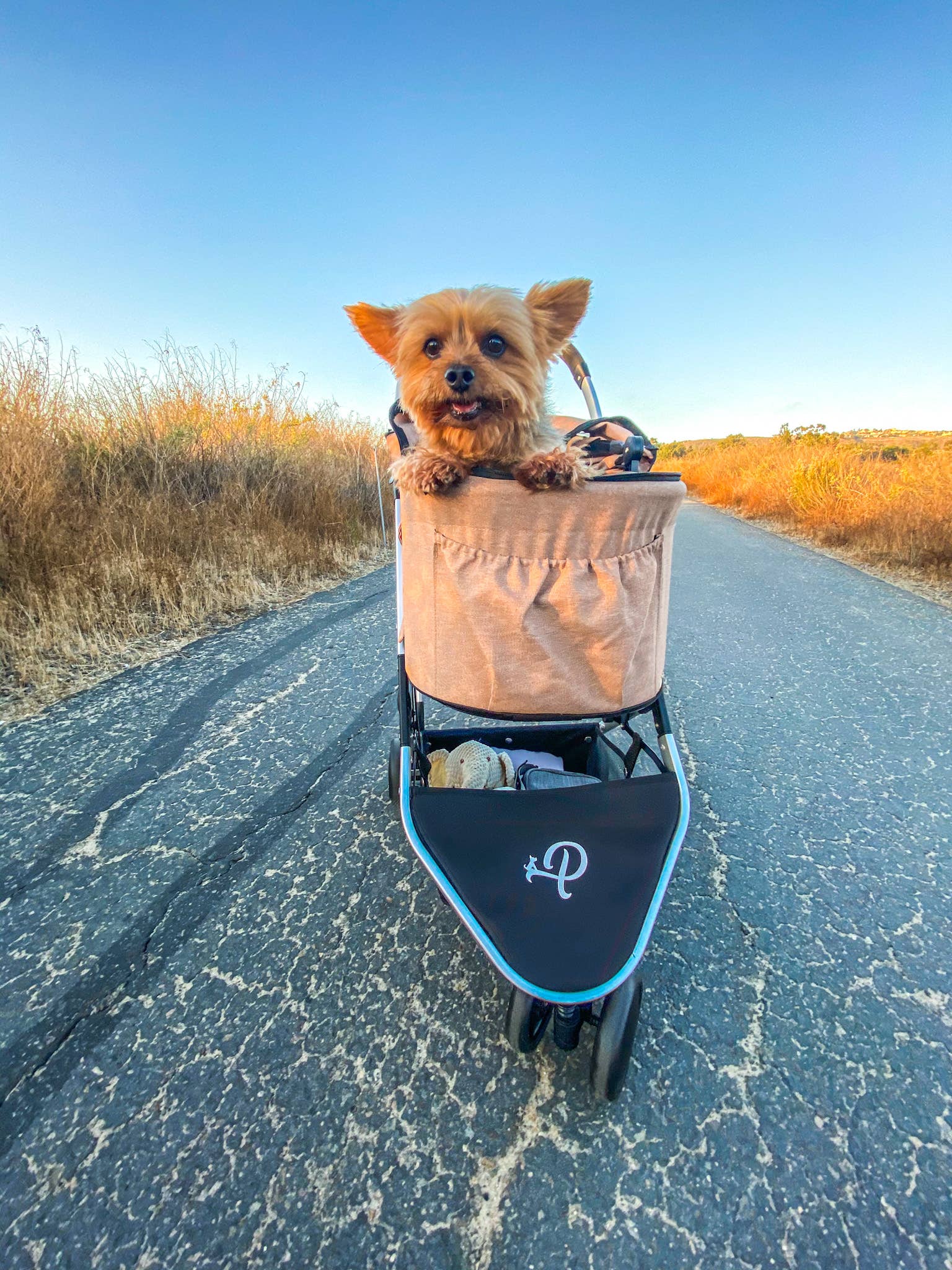 Petique - Wholesale Pet Carrier - Cat/Dog - Newport Pet Stroller (3-in-1 Travel System)12