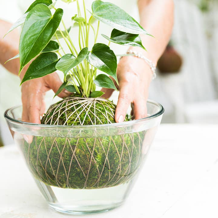 Plant-Sitting Service for wholesale by Kazumi Garden