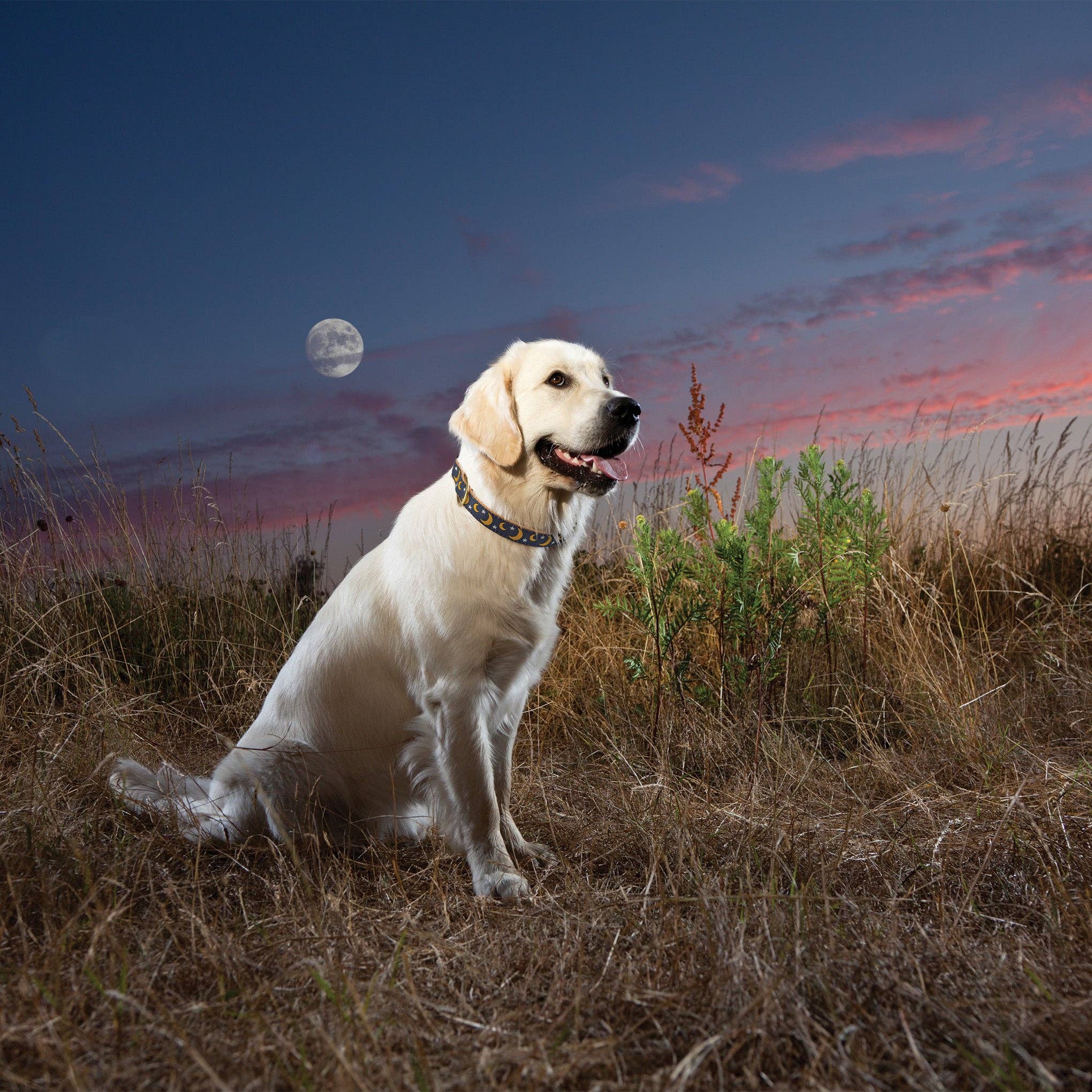 Up Country, Inc. – Großhandel Haustierhalsband – Hund – Stella & Luna Hundehalsband1