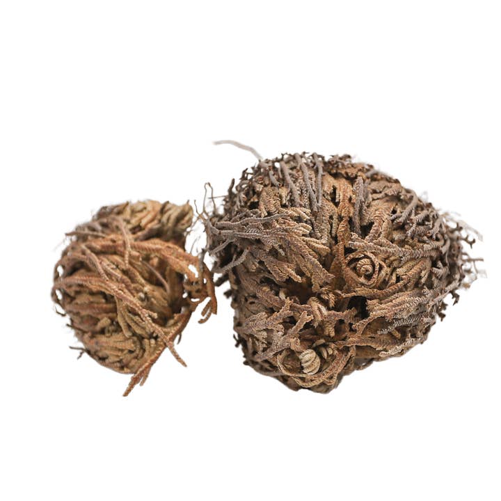 Roses of Jericho - Unid for wholesale by EMTUACASA