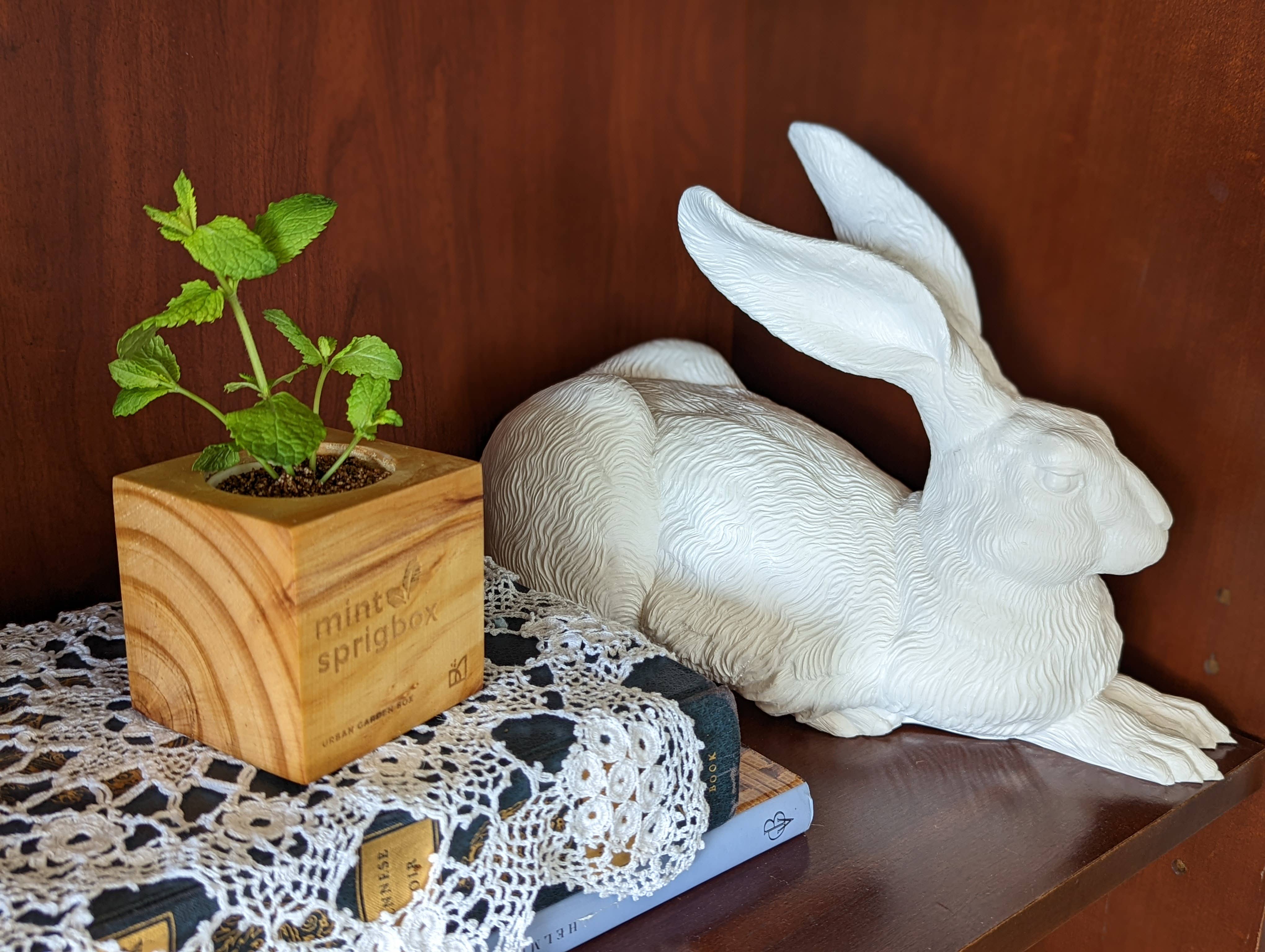 Sprigbox - Wholesale Plant Seeds - Mint Grow Kit | Wooden Planter Box | Indoor Herb Gardening2