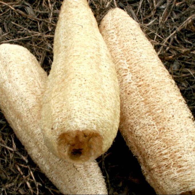 Gourd Seeds - Luffa for wholesale by Sow True Seed