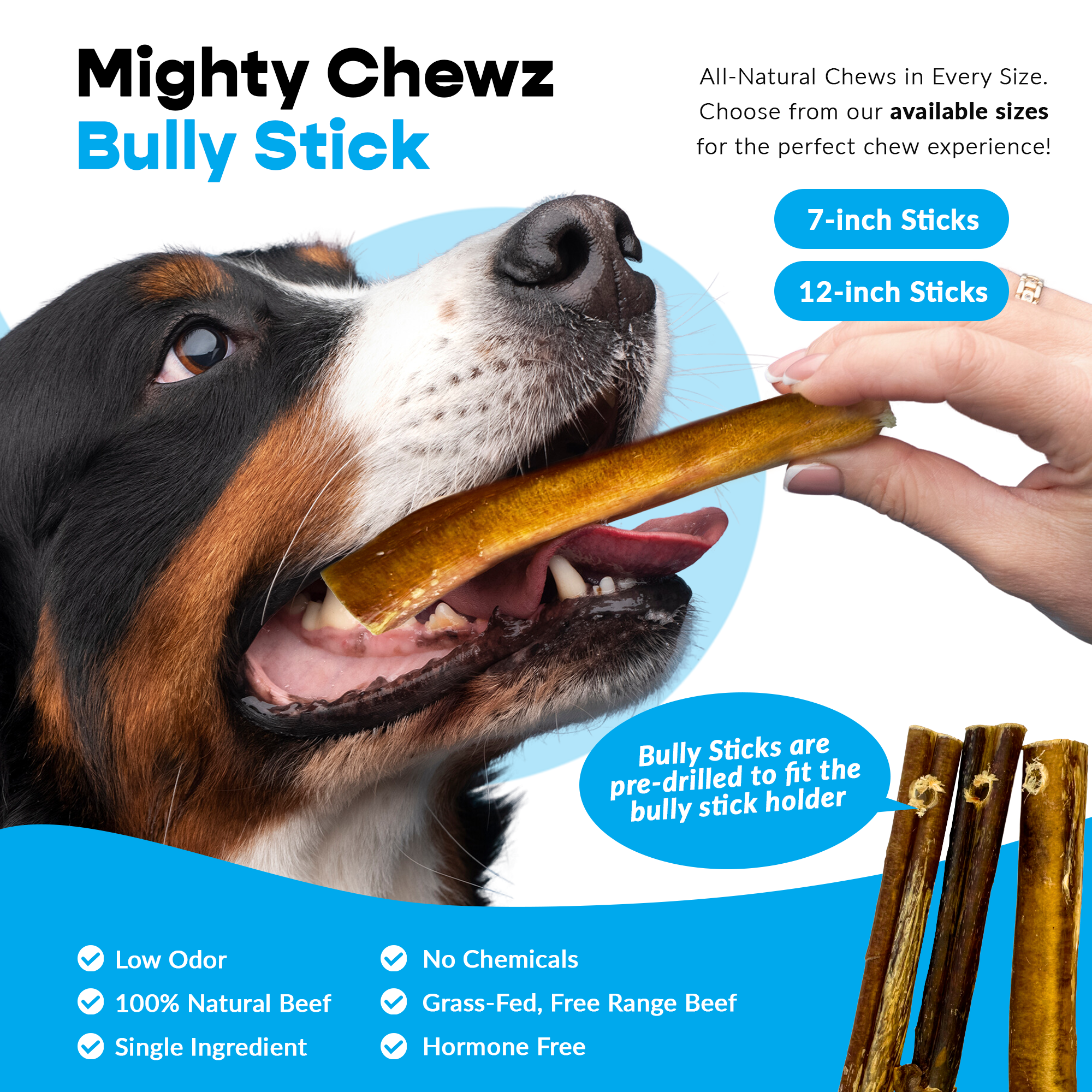 Mighty Chewz - Wholesale Pet Treats - Dog - 12" Jumbo Bully Sticks - Bully Bone Included6