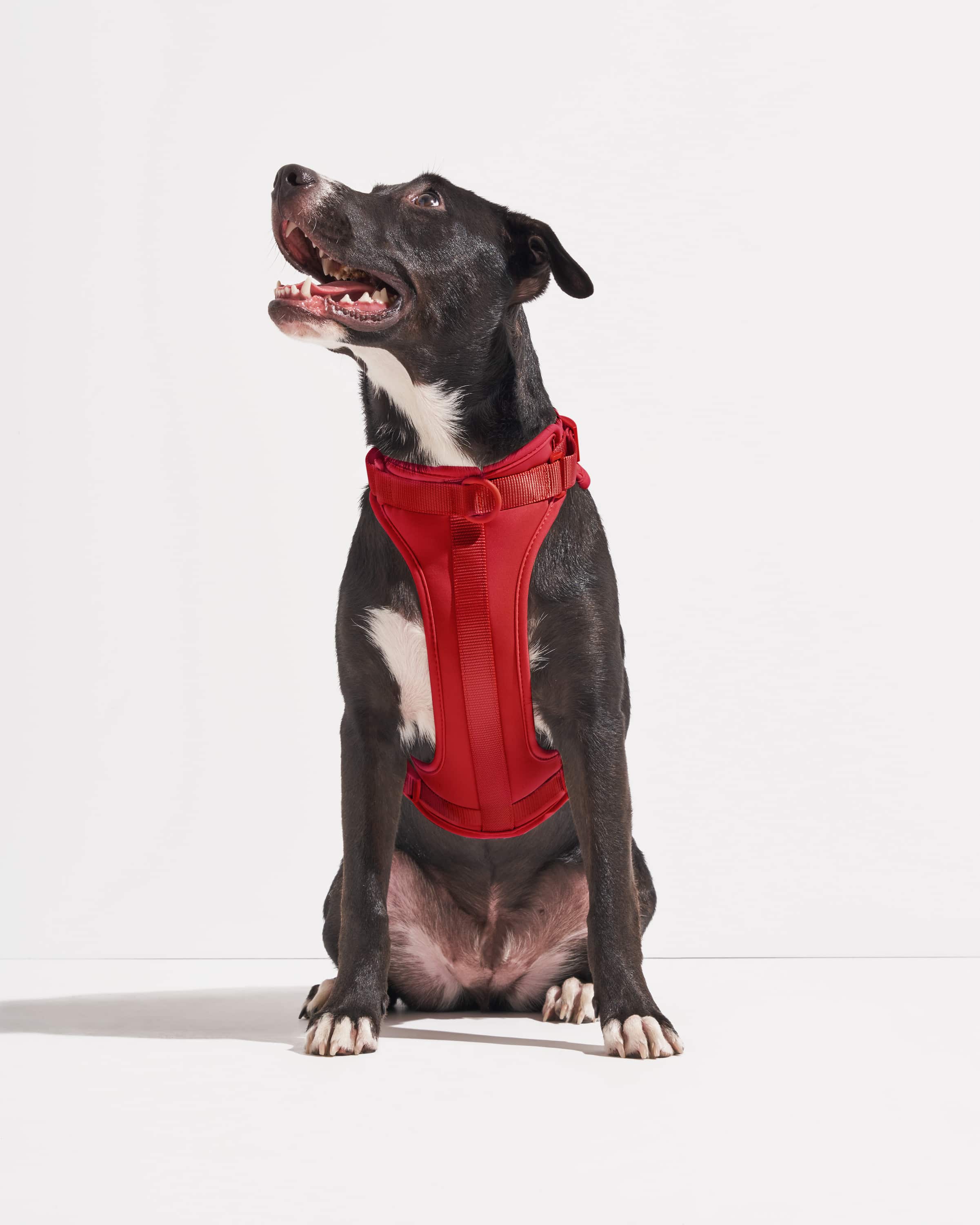 Wild One - Wholesale Pet Harness - Dog - Harness9