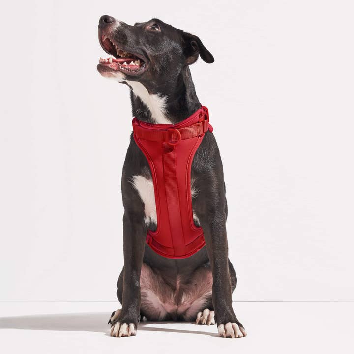 Wild One - Wholesale Pet Harness - Dog - Harness9