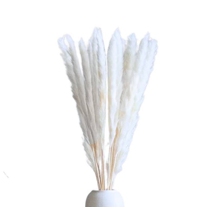 Botanico Ltd. - Wholesale Dried/pressed flowers - Pampas Tails 3