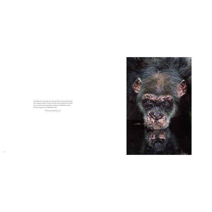 Into Africa for wholesale by Insight Editions - #1 Pop Culture Publisher