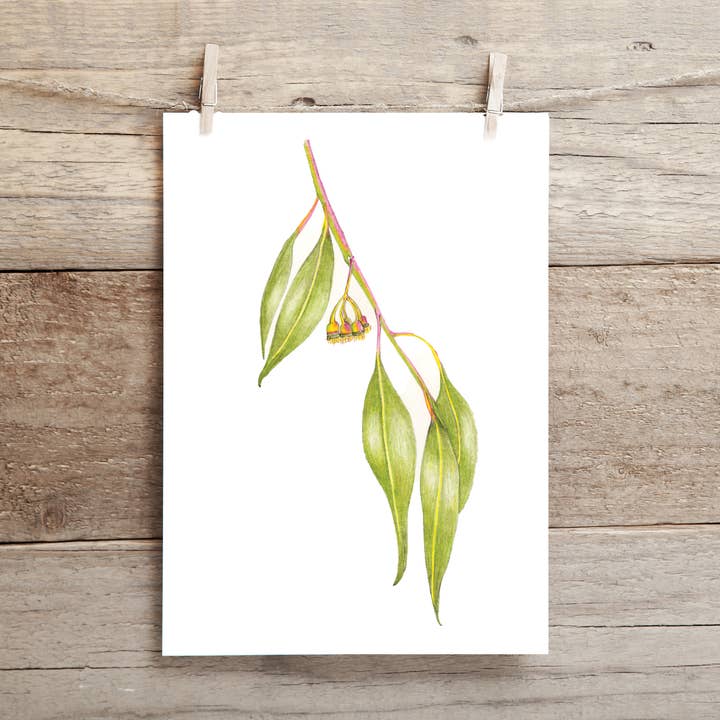 Eucalyptus Card for wholesale by Bobbi Lee Wilson Art Cards